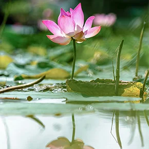 Une image positive - Accompagnement perte de poids, remise en forme et mobilité - Jelyn Fit Coaching